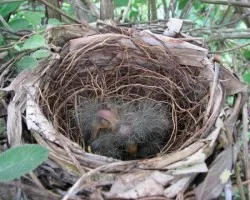 Saltator coerulescens