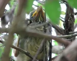 Saltator coerulescens