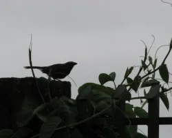Saltator coerulescens