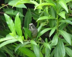 Saltator coerulescens