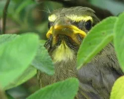 Saltator coerulescens