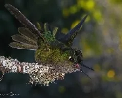 Defendiendo territorio