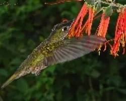 En una flor silvestre