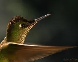 Macro en vuelo