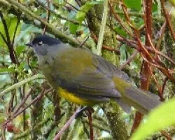 La tranquilidad del pajaro