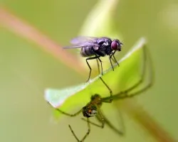 Ara?a y Mosquita