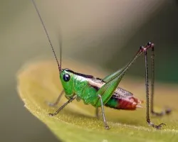 Saltamontes