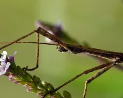 Camuflado