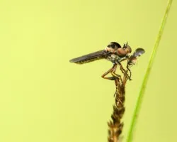 mosquita depredadora