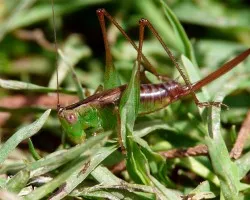 verde