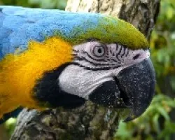 Ara azul