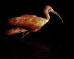 Ibis