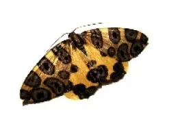 Mariposa