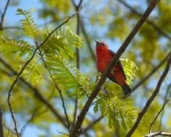 Pyrocephalus rubinus