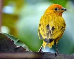 Amarillo y verde