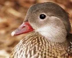 Pato