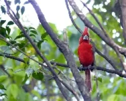 rojo