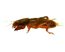 Scapteriscus