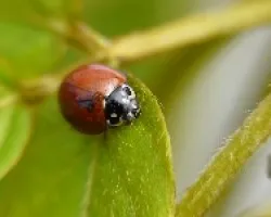 mariquita1
