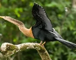 Anhinga Anhinga