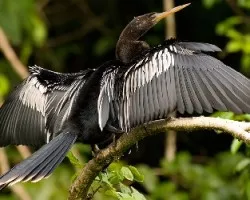 Anhinga Anhinga
