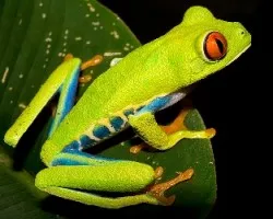 Rana de ojos rojos (Agalychnis callidryas)
