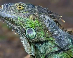 Iguana Verde