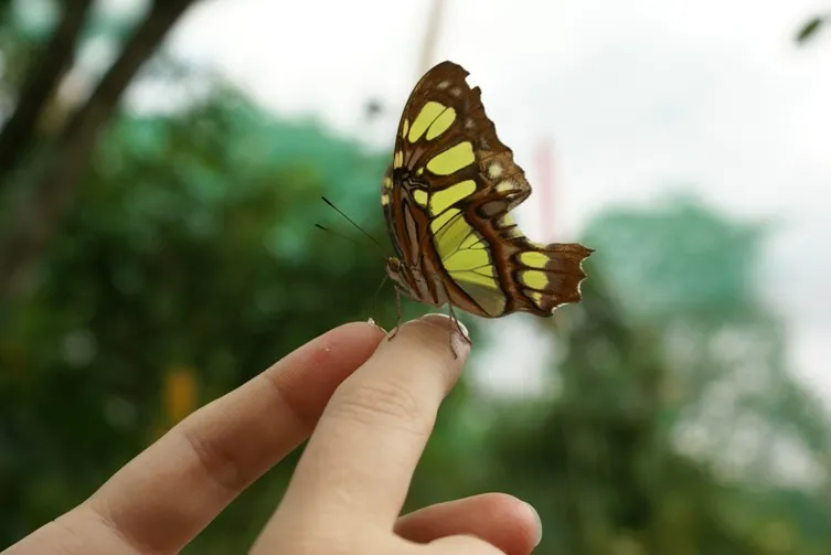 Foto