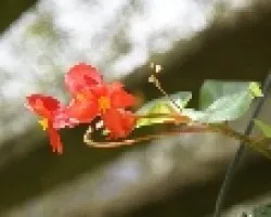 LINDA FLOR