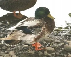 PATITO