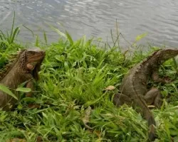 SERIOS