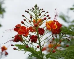 FLORCITAS...