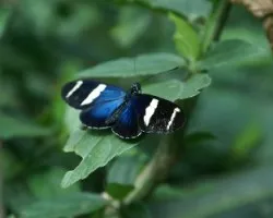 MARIPOSAS