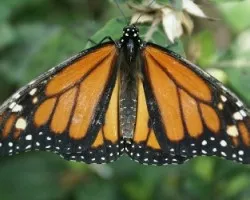 DE NARANJA