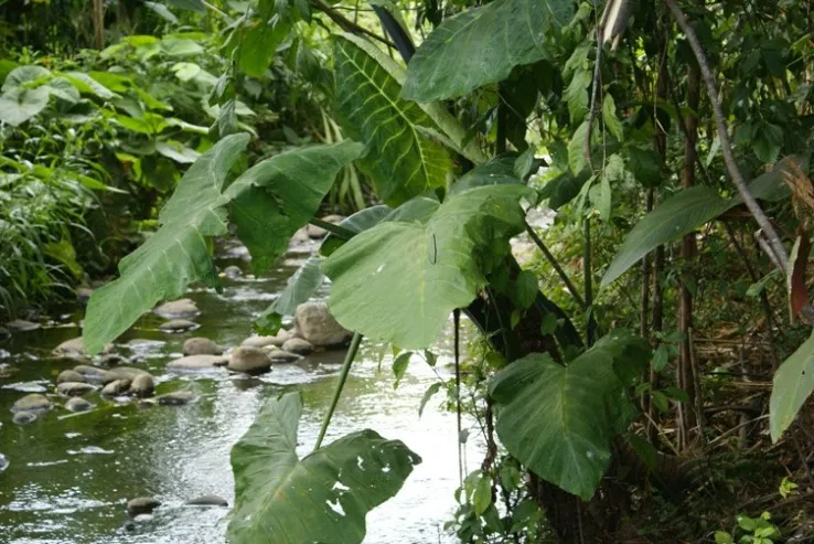 Foto