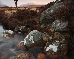 Arbol Surrealista