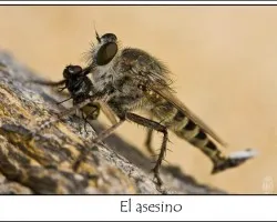 Asilido