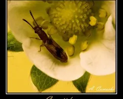 Cucujido