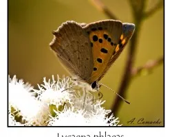 Lycaena