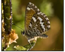 Cyclyrius webbianus
