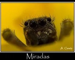 Miradas