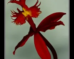 Orquidea