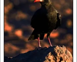 Graja