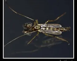 Mosquito macho