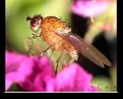 Mosca