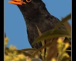 Mirlo