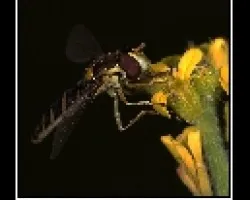 Syrphido