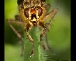 Scatophaga 1