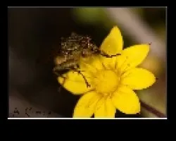 Scatophaga 2