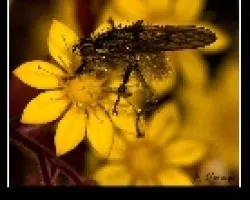Scatophaga 3